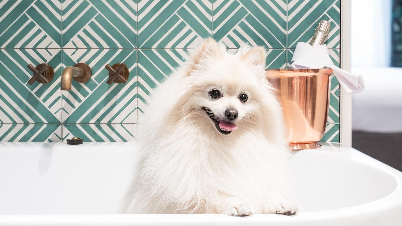 Luxury hotels are taking pet-friendly accommodation to the next level.