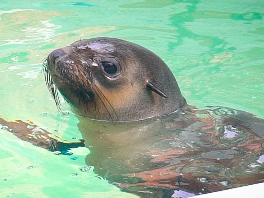 Injured seal pup found on a Bellarine beach is on the mend at Melbourne