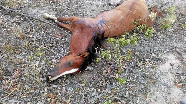 HEARTBREAKING: Gavin Kovacs was shocked to find a young well-looked after dead horse dumped in the forestry at Glastonbury on Thursday. Picture: Contributed