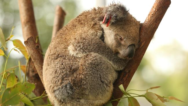 The provisions will also expand­ the definition of a koala habitat to include any area with a ‘demonstrated koala presence’ to be recognised. Picture: Glenn Hampson