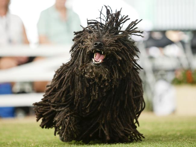 Preston the Hungarian Sheep dog has won Best in Show at this year’s Royal Easter Show. Picture: Justin Lloyd