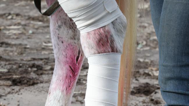 Gizmo and other horse survivors suffered lacerations to their legs.