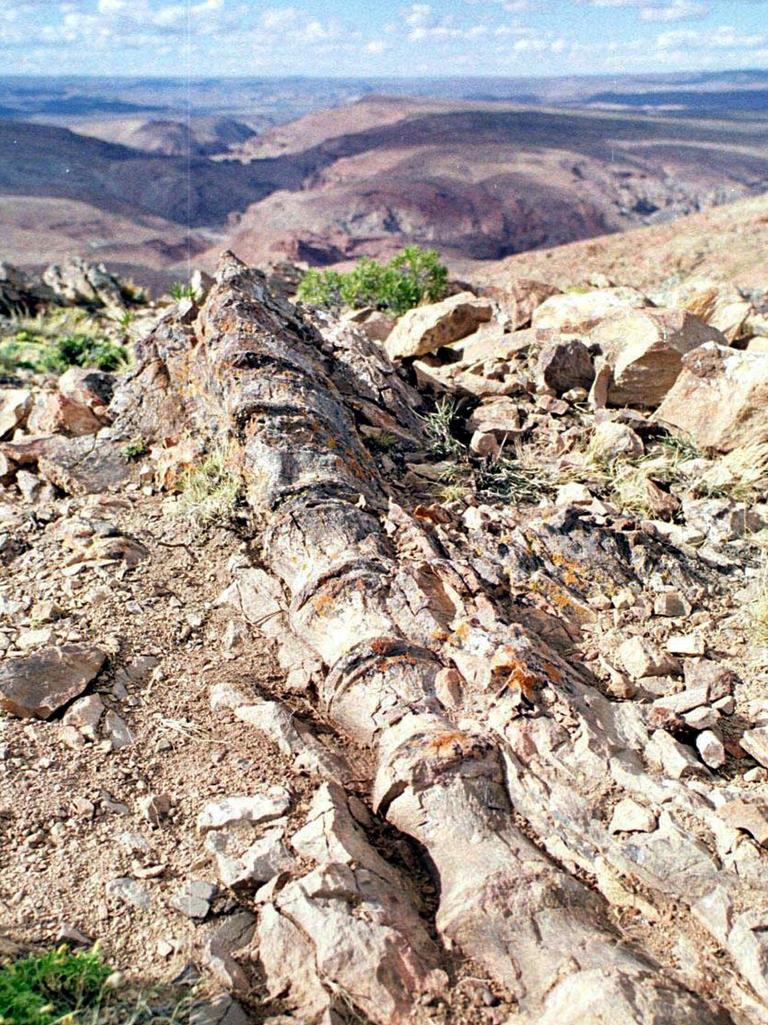FEBRUARY 9, 2001 : Exposed spine of dinosaur in Cerro Condor, Argentina, 1600 km southwest of Buenos Aires, 09/02/01 after researchers found fossil-rich area containing skeletons of dinosaurs, mammal, turtles & pterodactyles in Argentinian Patagonia. Animal / Prehistoric