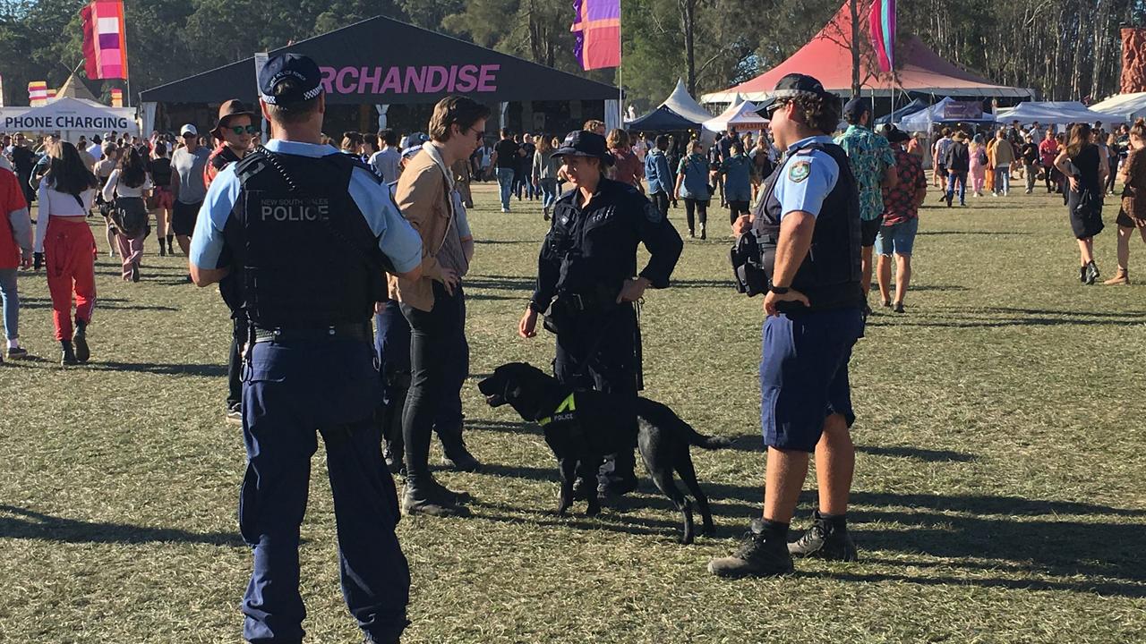 Police sniffer dogs at Splendour in the Grass at Byron Bay. Photo: Greg Stolz