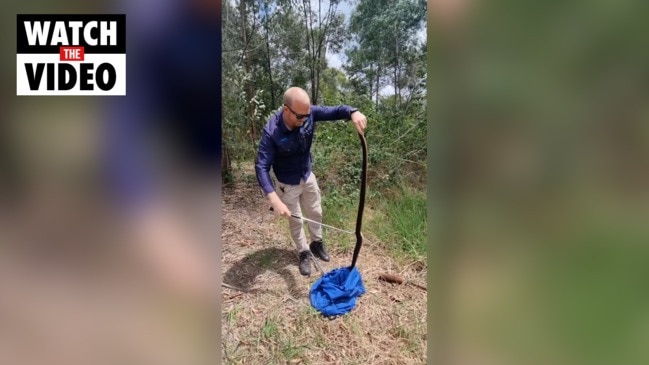 Monster red bellied black snake found at QLD home