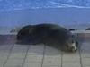 High and dry: Seal spotted on footpath as storm surge looms