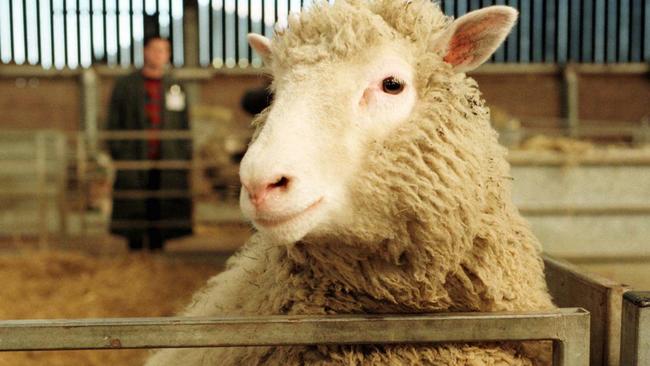 Dolly, the genetically cloned sheep, at seven months old in 1997. Picture: Paul Clements/AP