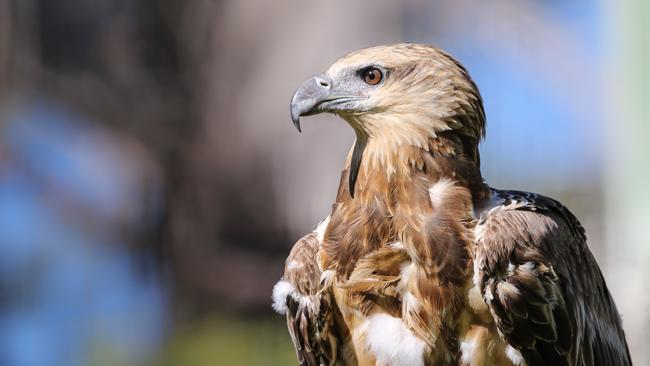 Juvenile White-bellied Sea Eagle. Picture: Bronwyn Scanlon