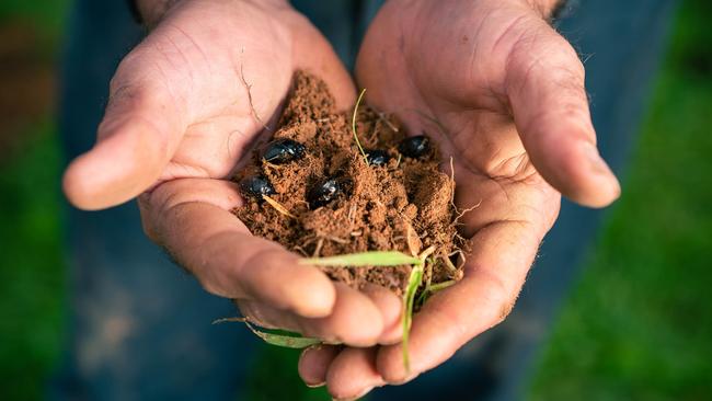 The Border Ranges - Richmond Valley Landcare Network are conducting a survey on dung beetle activity, especially in the Kyogle area. Photo: Supplied