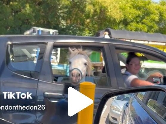 TikTok video goes viral of a horse in the back seat of the car at the McDonalds drive through in Tuggerah.