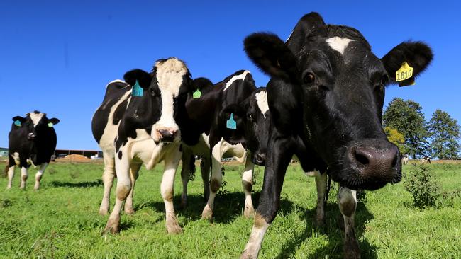 FOR HWT Business Magazine. A2 Milk feature at the dairy farm of Michael and Paula Gray from Rollands Plains NSW. Pic Nathan Edwards