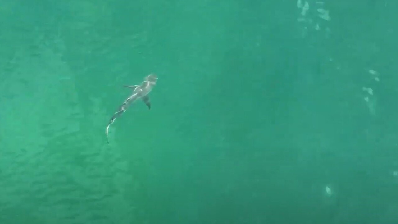 Footage shows sharks swimming close to New York beach shore | Sky News