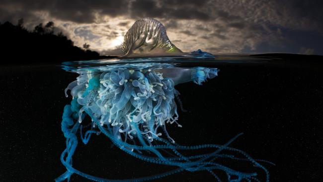 Wow: the split shot of a bluebottle. Picture: Matty Smith