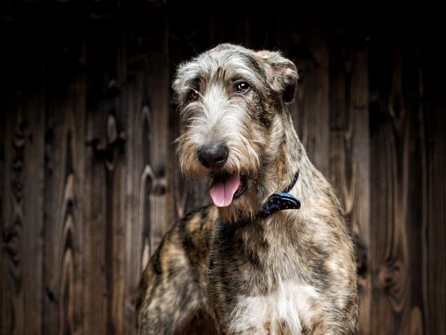 The man tried to have a Wolfhound-cross husky try to mount him. (File image: istock)