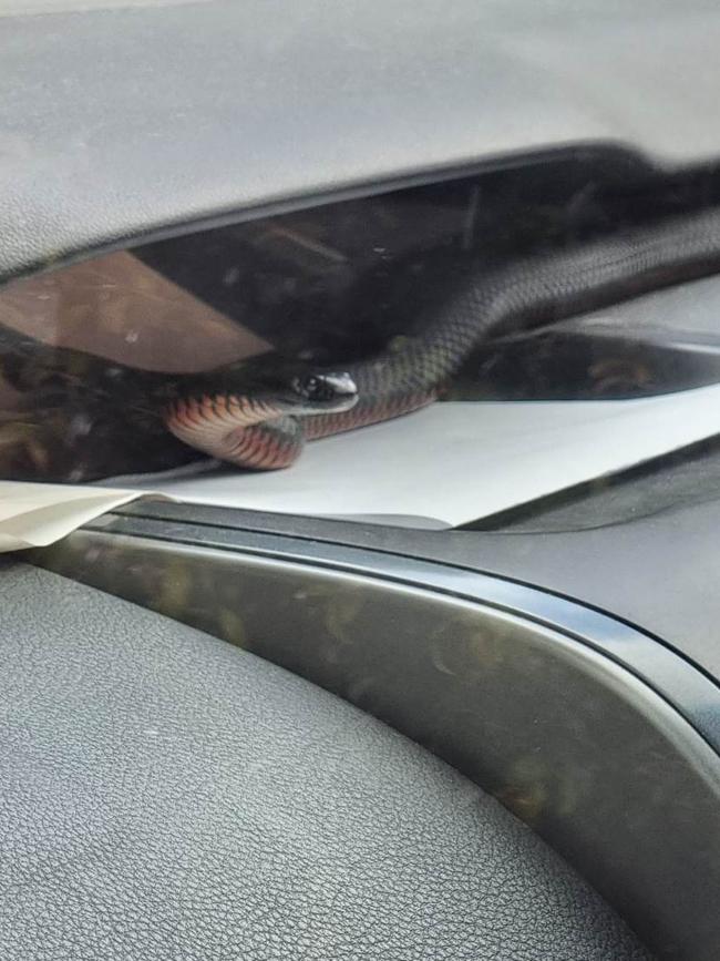 She believes the young red-bellied black snake had been living in the car for two weeks. Picture: Supplied