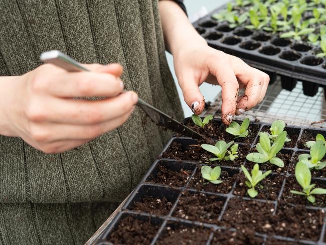 Potted plants generic.