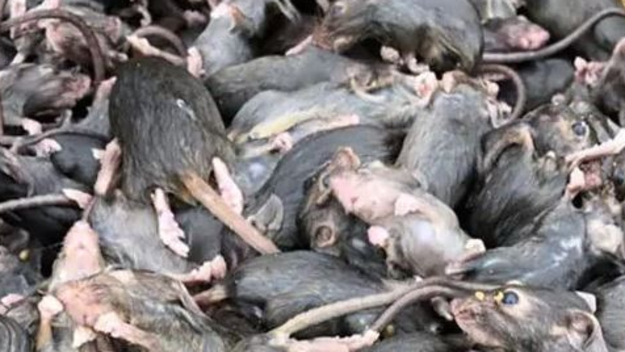 Mouse plague: NSW farmers demand action from government as ...