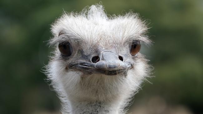 Remember the ostrich boom in the 1990s? The ostriches don’t, because most were put down.