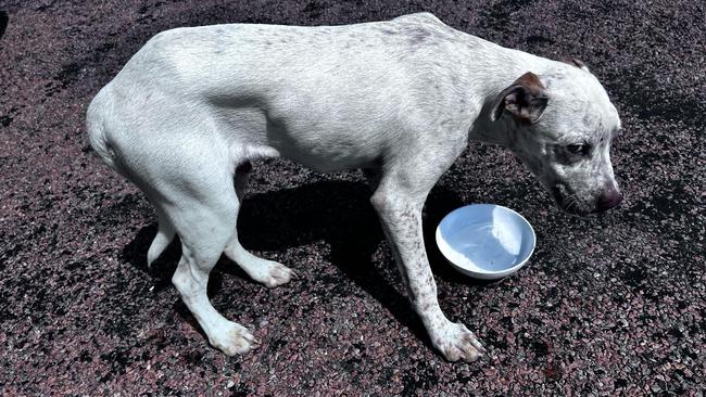 Hughie the dog, who was found under the picnic shelter at the White Mountains National Park rest stop.