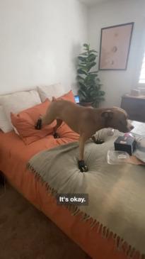 Pit bull has hilarious reaction to new corrective shoes