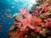 I've snorkelled the world, this spot blew me away