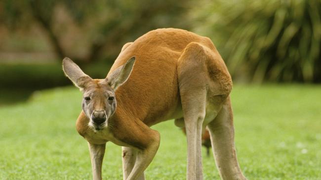 Kangaroo pops woman's breast implants as she cycled with a friend