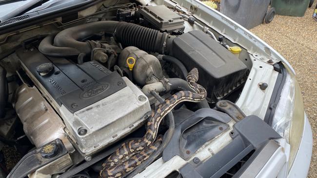 A carpet snake Steven Brown relocated at Ferny Grove.