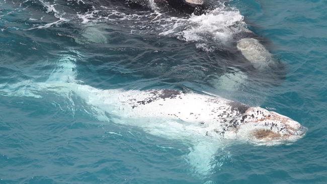 A mother and her white calf at The Head of The Bight. Picture: Andrew Brooks