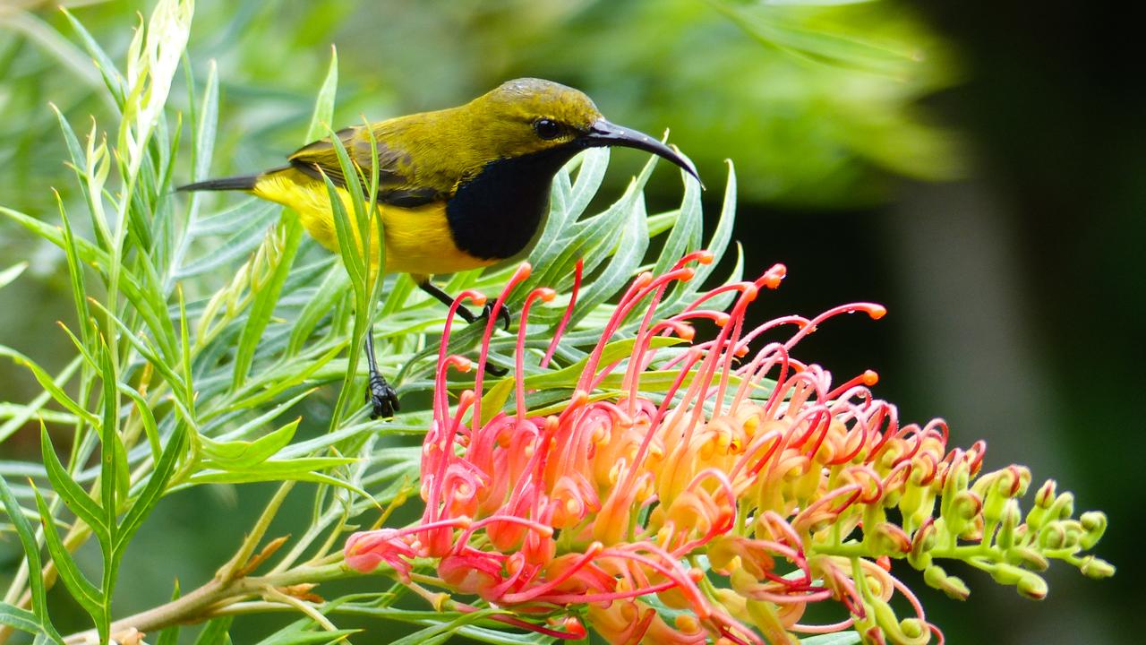 A sunbird feeds on a grevillea flower.