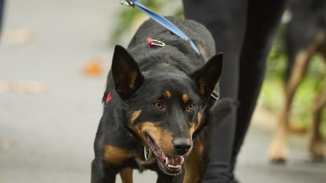 Million Paws Walk in the Adelaide Botanic Gardens, Sunday, May 28, 2023. Picture: Matt Loxton