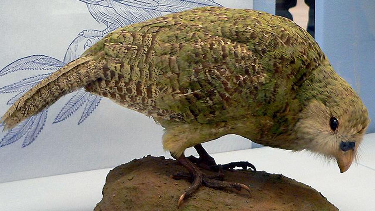 The kakapo, New Zealand’s flightless bird, is legitimately in the top three.