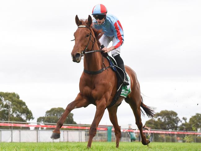 Crown Of Catherine ridden by Will Gordon (NZ) wins the Corio Waste Management Highweight Maiden Plate at Werribee Racecourse on May 17, 2024 in Werribee, Australia. (Photo by Pat Scala/Racing Photos via Getty Images)