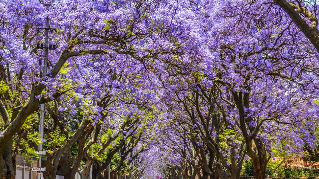 Here, November heralds a swath of blue flowering plants, starting with the ever popular and controversial jacaranda trees.