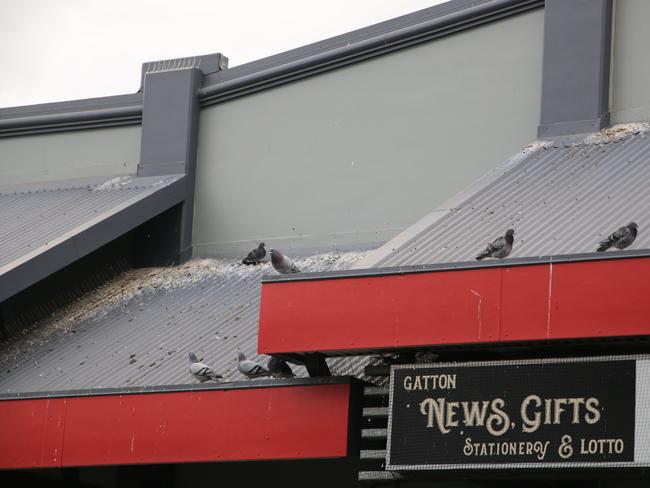 Nesting pigeons on the Supa IGA building, Railway Street, Gatton. Picture: Dominic Elsome