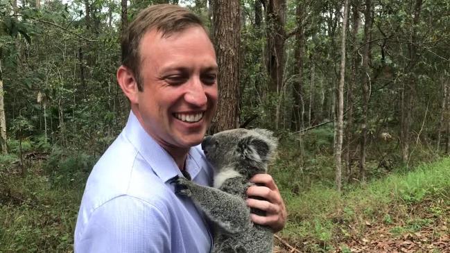 Steven Miles cuddles a koala