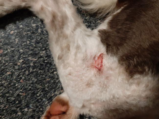 Mark French's dog Patch sustained bites to his hind legs and neck in a viscious attack from a bullmastiff.