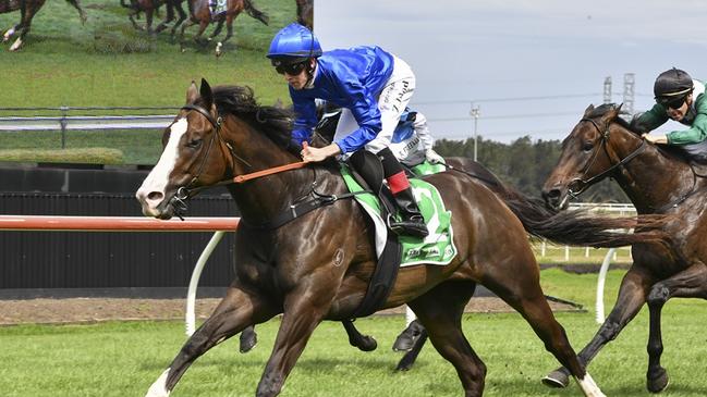 Flashy gelding Zaragoza can make a winning start to his career with new trainers Robert and Luke Price at Kembla on Thursday. Picture: Bradley Photos