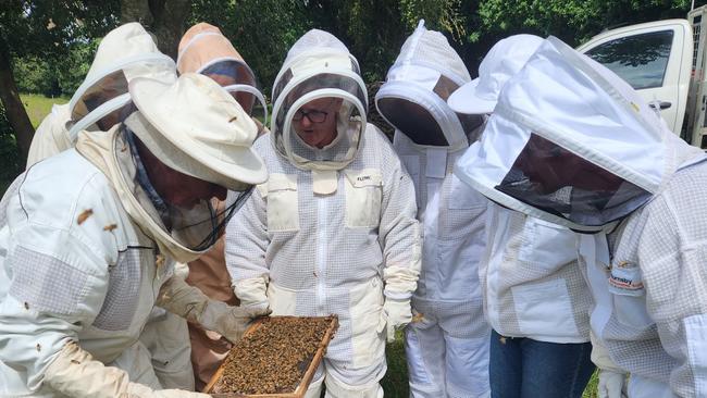 Mites caused widespread destruction in NSW. Picture: Chris Shands