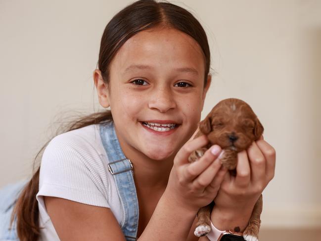 Daily Telegraph. 10, November, 2022.Halo Amituanai, 9, with a litter of Cavoodle puppies, in Jordan Springs, today. Halo's mother Sarah is warning people about making sure they buy puppies from trustworthy breeders and don't get sucked in to supporting puppy farms. Picture: Justin Lloyd.