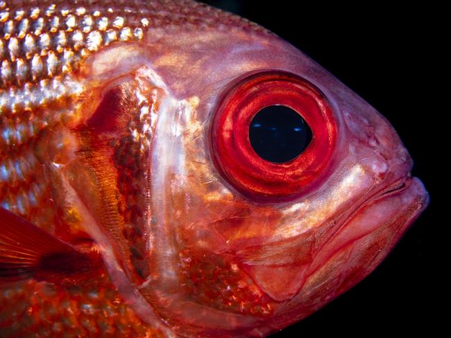 Bight Redfish (Centroberyx gerrardi) at Kangaroo Island. Picture: Richard Robinson/Greenpeace