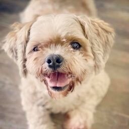 Gold Coast's cutest dogs: Byron. Submitted by Carla Susan Stanley.