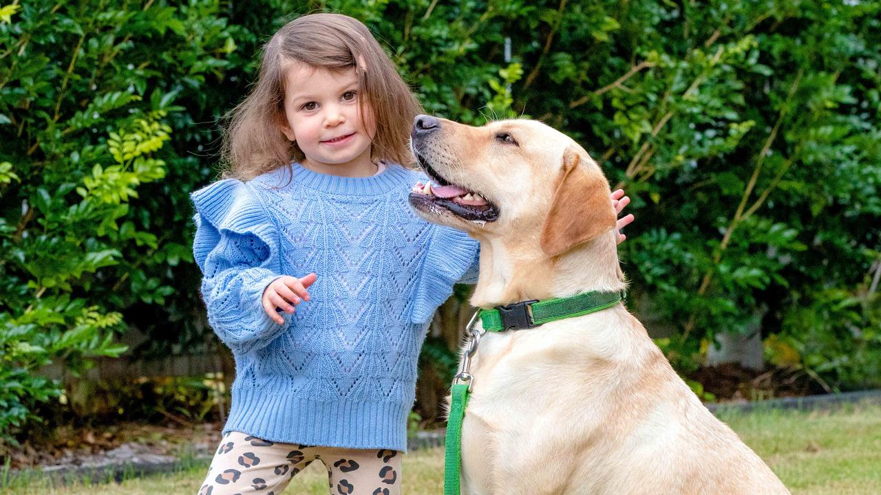 Two-year-old Violet Tharenou with Molly, the Golden Labrador. Picture: Richard Walker