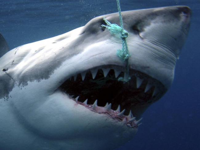 02/03/2009: A white pointer shark being tagged for CSIRO research 13 May 2008. Pic. Supplied Perthnow generic library great white shark