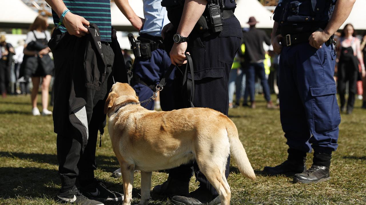 Police officers and drug detection dogs were seen wandering among festival-goers. Picture: Mark Metcalfe/Getty Images