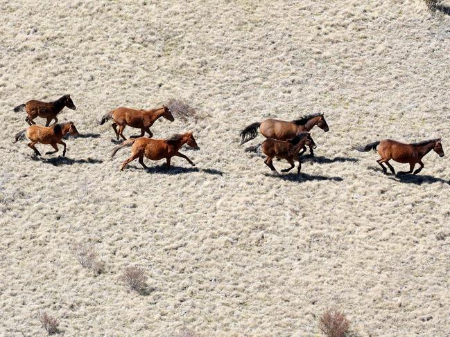 Feral horses gallop across a plan in Kosciuszko National Park. Picture: Stephen Cooper