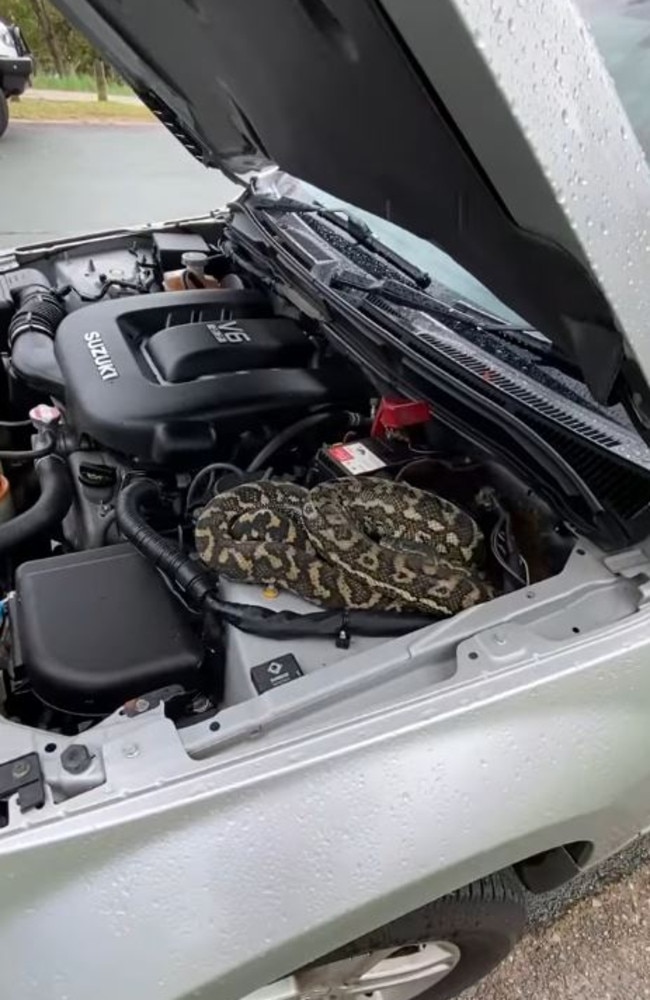 There was in fact a 2m Coastal Carpet Python curled up under the bonnet. Picture: Storyful