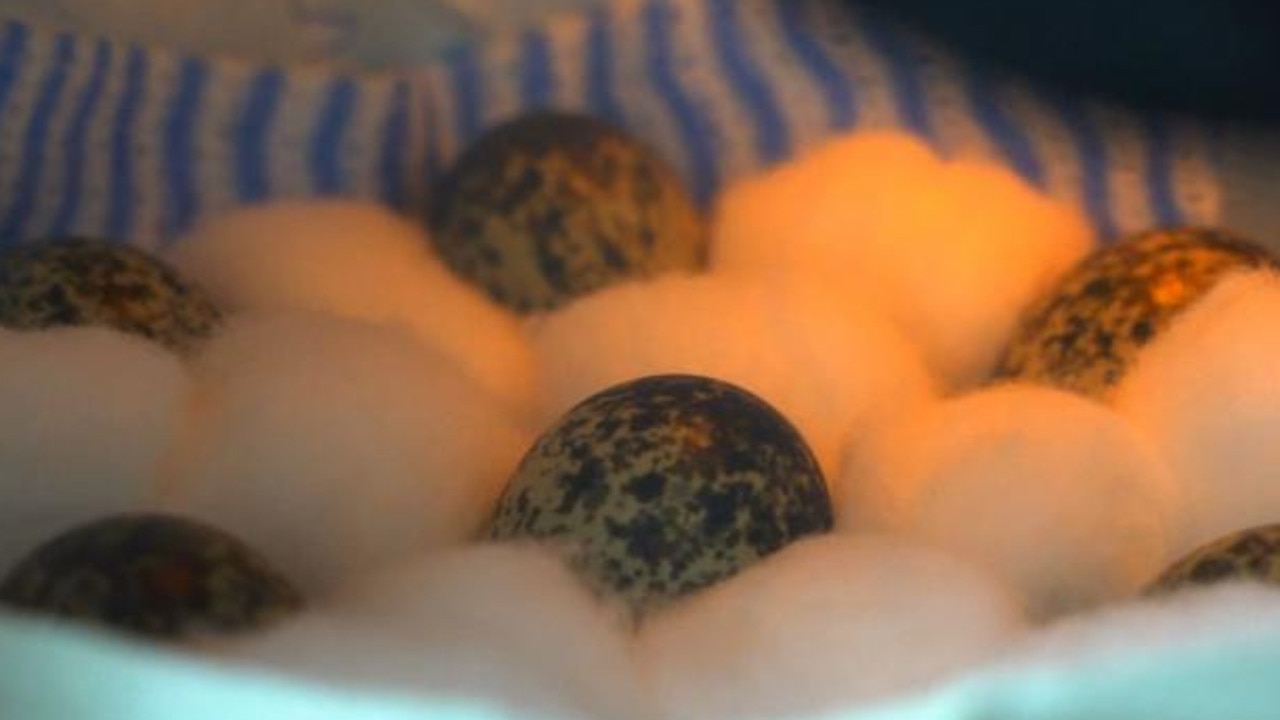 The five speckled eggs that had to be kept in an incubator after the father wandered off. Picture: Zoos Victoria