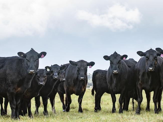 NEWS: Leal and Tim Squire-Wilson Beef cattle Leal and Tim Squire-Wilson produce prime beef using cell grazing methods on their farm at Wildwood. PICTURED: Leal and Tim on their farm at Wildwood with their beef cattle Picture: Zoe Phillips