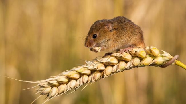 The mice outbreak has prompted a push for a farmers’ mutual to protect farmers’ income. Picture: Trent Perrett