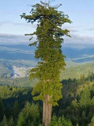 Giant Trees Of Australia Among The World S Tallest Daily Telegraph - roblox sequoia tree